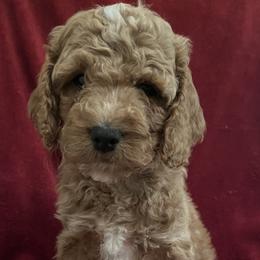 Girl 3 - Cockapoo puppy in Grand Junction, Colorado from Asyouwish Cockapoos