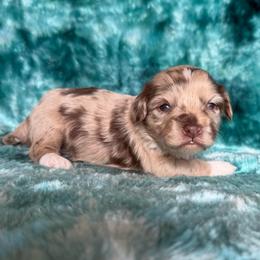 Princeton - Merle male Cavapoo puppy in Knoxville, Tennessee from Rocky Top Cavapoos