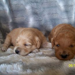 Goldendoodle and Poodle Puppies from Golden B Acres