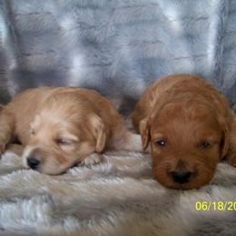 Goldendoodle and Poodle Puppies from Golden B Acres