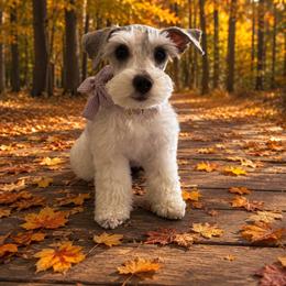 Hazel - Miniature Schnauzer