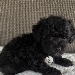 Male Two - Black male Maltipoo puppy in Chariton, Iowa from Mia Lucky Home