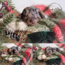 Holly - Merle female Goldendoodle puppy in Woodruff, South Carolina from Crooked Creek Doodles and Poodles