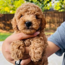 Maximiliano - Apricot male Poodle puppy in Fort Worth, Texas from Mama's Adorable Poodles