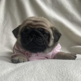 Bulldog and Pug Puppies from Love that bulldog lewter family