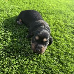 Luna - Black and tan female Dachshund puppy in Indiantown, Florida from Turquoise River Minature Dachshunds