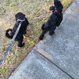 Goldendoodle Puppies from Zeusthemoosedoodles