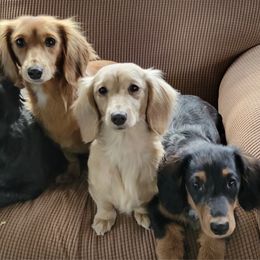 Dachshunds from Country Blessed Mini Doxies