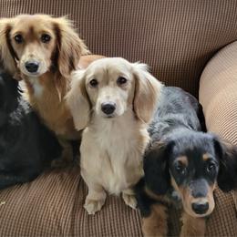 Dachshunds from Country Blessed Mini Doxies