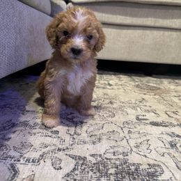 Aspen (Lime) - Apricot male Goldendoodle puppy in Belleville, New Jersey from New Jersey Doodles and Frenchies