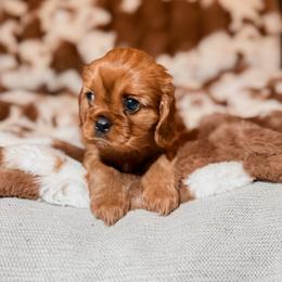 Rose - Ruby female Cavalier King Charles Spaniel puppy in Mayo, Florida from Kingston’s Cavaliers