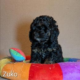 Zuko - Black and tan male Cockapoo puppy in Sunset, Louisiana from Cano Cockapoos