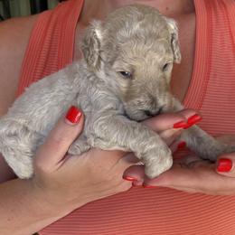 Girl 2 - Cream female Poodle puppy in Wentworth, South Dakota from PaintersPreciousPoodles