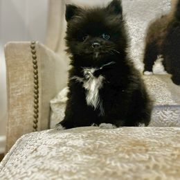 Pomeranian Puppies from Premium Poms