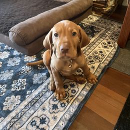 Brown Collar Male - Golden rust male Vizsla puppy in Sherwood, Oregon from Gentleman Jack's Flying Vizslas
