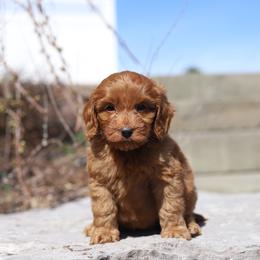 Pink - Caramel red female Australian Labradoodle puppy in Williamstown, New York from Lewis Manor Labradoodles