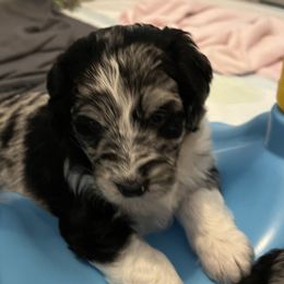Aussiedoodle and Miniature Australian Shepherd Puppies from Sugar Creek Oodles and Aussies