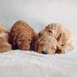 Goldendoodle Puppies from Summer Sun Doodles