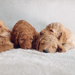 Goldendoodle Puppies from Summer Sun Doodles