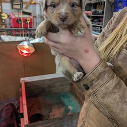 Australian Shepherd Puppies from Riley's Paw Pals