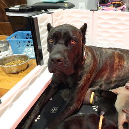 Cane Corso Puppies from Paw city llc
