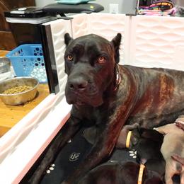 Cane Corso Puppies from Paw city llc