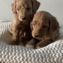 Bernedoodle, Goldendoodle, and Poodle Puppies from Central Valley Canine Companions