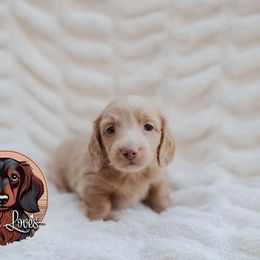 Dachshund Puppies from Little Loves