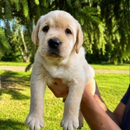 Penny (Guardian) - Yellow female Labrador Retriever puppy in Amery, Wisconsin from Cornerstone Retrievers