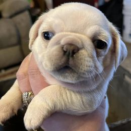 Pugs from Melissa's Pugs