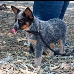 Australian Cattle Dog Puppies from G'day Mates Cattle Dogs