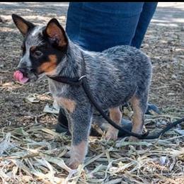 Australian Cattle Dog Puppies from G'day Mates Cattle Dogs
