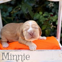 Girl 2 - Buff female Cocker Spaniel puppy in Clinton, Oklahoma from Enchanted Spaniels