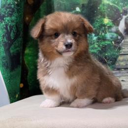 Cupid (bluie Sable) fluffy - Blue male Pembroke Welsh Corgi puppy in Washington from Castle View Royal Rumps