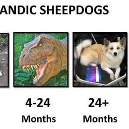 Icelandic Sheepdog Puppies from Valhalla Icelandic Sheepdogs