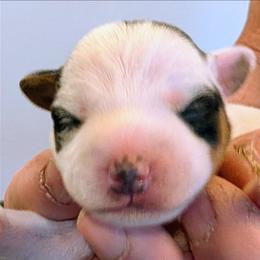 Bandita - Tri-colored female Parson Russell Terrier puppy in Whitehall, Montana from Montana Jacks