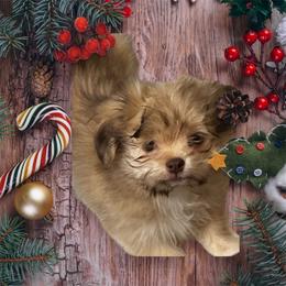 Boy 2 - Sable male Mi-Ki puppy in Raintree Plantation, Missouri from Endless Treasures