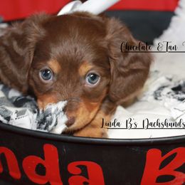 Dachshund Puppies from Linda B’s Dachshunds