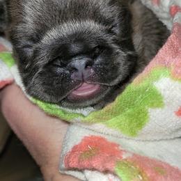 French Bulldog Puppies from 4 Leaf Frenchies