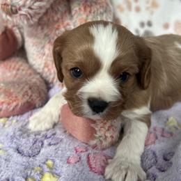 Cedar - AKC - Blenheim male Cavalier King Charles Spaniel puppy in Mc Louth, Kansas from Harmony Valley Cavaliers & Havanese