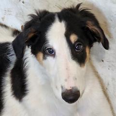 Boy 2 - Borzoi puppy in Aiken County, South Carolina from Nirvanah Borzoi