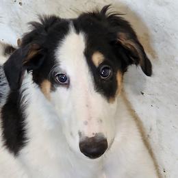 Boy 2 - Borzoi puppy in Aiken County, South Carolina from Nirvanah Borzoi