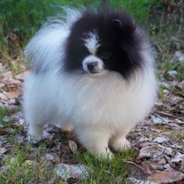 Gladik - Pomeranian
