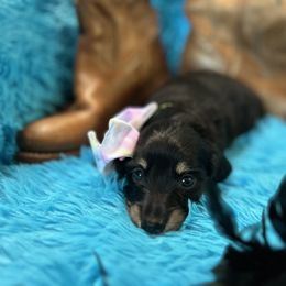 Dachshund Puppies from Bluestar dachshund