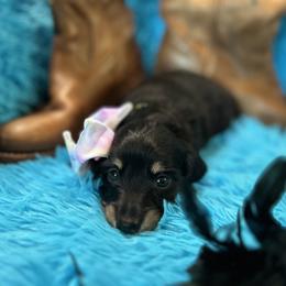 Dachshund Puppies from Bluestar dachshund
