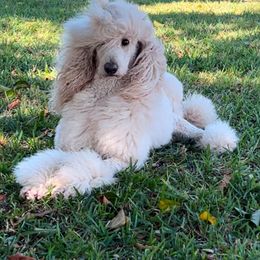 Josie - Poodle