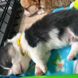 Reid Wiseman - Black and white male American Corgi puppy in Cocoa, Florida from Cascadian Space Coast Corgis LLC