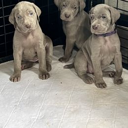 Vizsla and Weimaraner Puppies from Midwest Dream