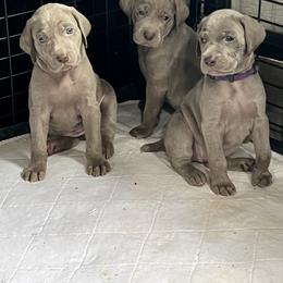 Vizsla and Weimaraner Puppies from Midwest Dream