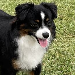 Toy Australian Shepherds and Yorkshire Terriers from DK’s Littles & Co